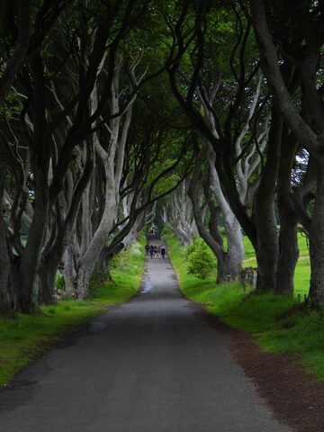 Allée bordée d'arbres, The Dark Hedges, Irlande, avec des promeneurs sur un chemin sinueux.