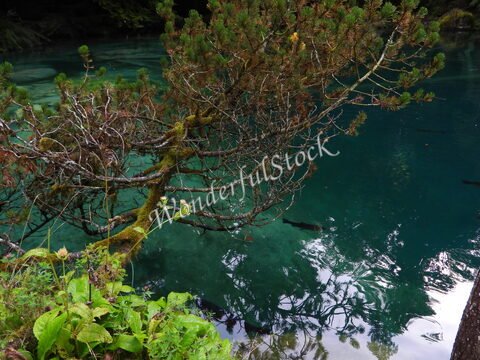 Un arbre surplombant l'eau turquoise du Blausee en Suisse, avec des reflets et des poissons visibles sous la surface.