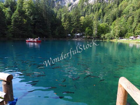 Des poissons nagent dans le lac Blausee en Suisse, avec des arbres verdoyants et des visiteurs sur un bateau rouge.