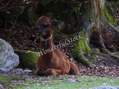 Llama reposant près d'un arbre dans la forêt du Blausee, Suisse.