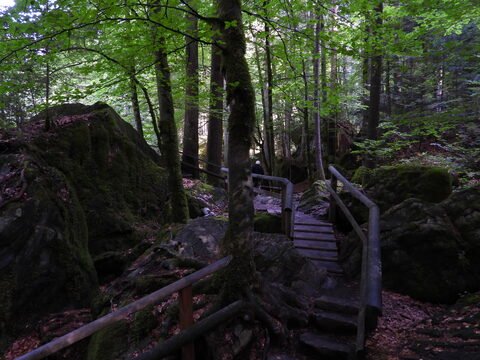 Un sentier en bois serpentant à travers une forêt verdoyante à Blausee, en Suisse, avec des rochers recouverts de mousse.
