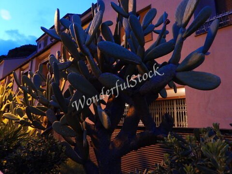 Cactus devant un bâtiment à Monterosso, Italie, avec des feuilles vertes et un éclairage nocturne.