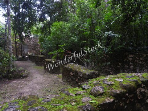 Ruines anciennes entourées de végétation luxuriante à Calakmul, Mexique. Des murs en pierre recouverts de mousse sont visibles.
