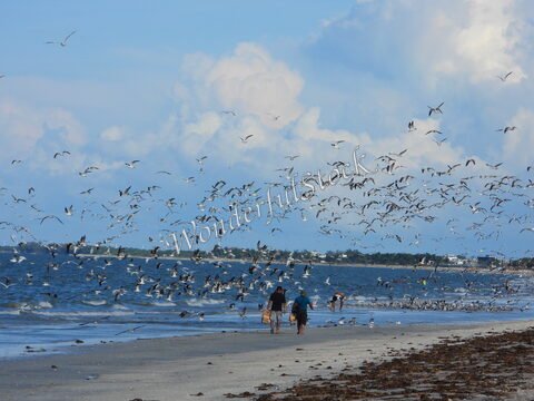 Des personnes marchent sur une plage avec des oiseaux en vol, à Carmen, au Mexique.