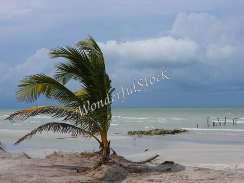 Un palmier sur une plage de Carmen, Mexique, avec des vagues et des nuages gris en arrière-plan.