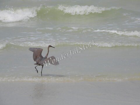 Un oiseau marche sur la plage à Carmen, Mexique, avec des vagues en arrière-plan et un ciel nuageux.