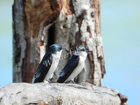 Deux oiseaux perchés sur une branche, au Mexique.