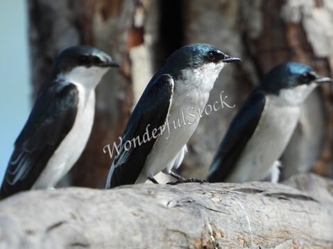 Trois oiseaux perchés sur une branche au Mexique. Leur plumage est noir et blanc, avec des reflets verts sur la tête.