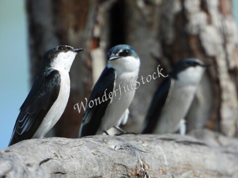 Trois oiseaux aux plumes blanches et noires perchés sur une branche, au Mexique.