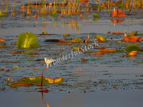 Une fleur de nénuphar émerge des feuilles sur l'eau, au Mexique.