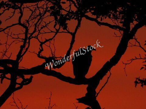 Un vautour perché sur une branche, silhouetté contre un ciel rouge, au Mexique.
