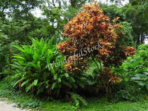 Végétation luxuriante à Palenque, Mexique, avec des plantes vertes et un arbre aux feuilles colorées.