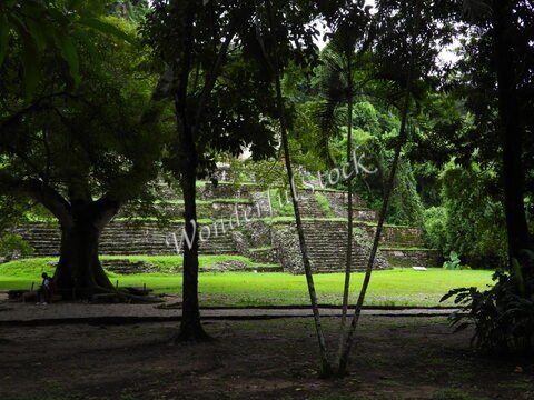 Ruines mayas entourées de verdure à Palenque, Mexique, avec des escaliers en pierre et des arbres majestueux.
