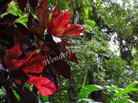 Feuilles rouges distinctives dans une forêt tropicale à Palenque, Mexique.