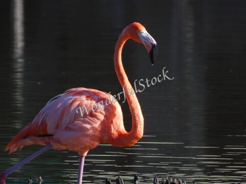 Flamant rose dans les eaux calmes de Xtampu, Mexique, avec un plumage coloré et un reflet sur la surface de l'eau.