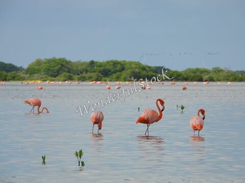 Flamants roses dans l'eau à Xtampu, Mexique, avec un arrière-plan de végétation et d'autres flamants au loin.