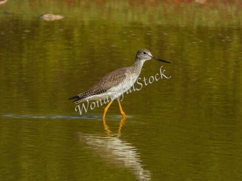 Un oiseau marche dans l'eau à Salin Xtampu, au Mexique, avec un reflet visible sur la surface.