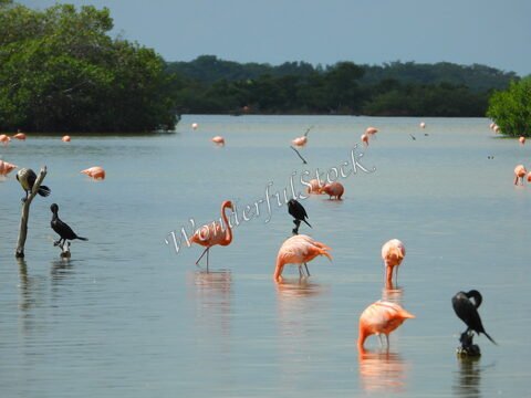 Flamants roses et cormorans dans une étendue d'eau à Xtampu, Mexique, avec des mangroves en arrière-plan.