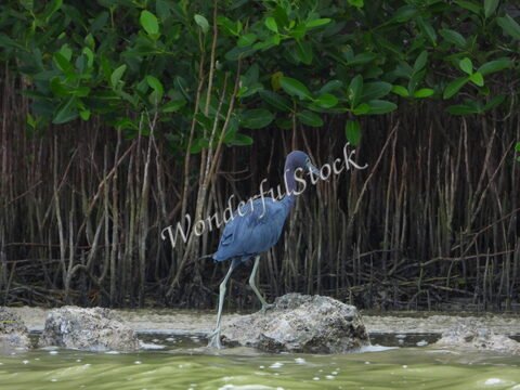 Un héron se tient sur des rochers dans les mangroves de Santa Clara, Mexique.