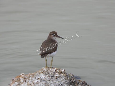 Un oiseau sur un rocher au bord de l'eau à Santa Clara, Mexique.