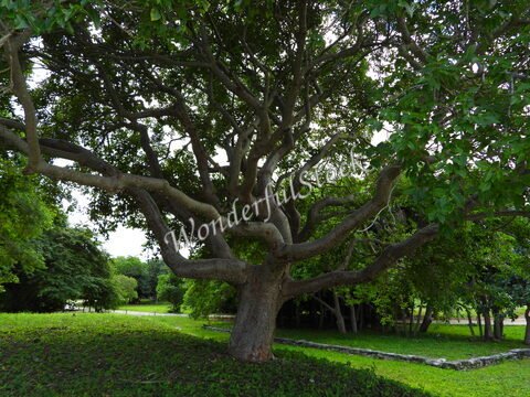 Un arbre aux branches étendues dans un espace verdoyant à Tulum, Mexique, entouré de végétation dense.