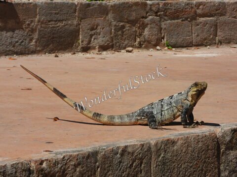 Un iguane se déplace sur un sol en pierre à Uxmal, au Mexique.