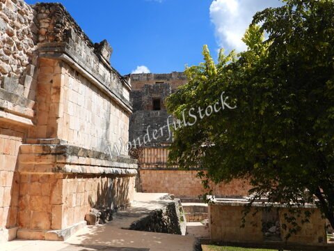 Ruines d'Uxmal, Mexique, avec des murs en pierre et un arbre feuillu à proximité.