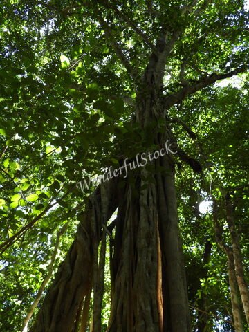 Un grand arbre avec des racines aériennes dans la forêt de Balamku, Mexique. Feuillage dense et lumière filtrée à travers les feuilles.