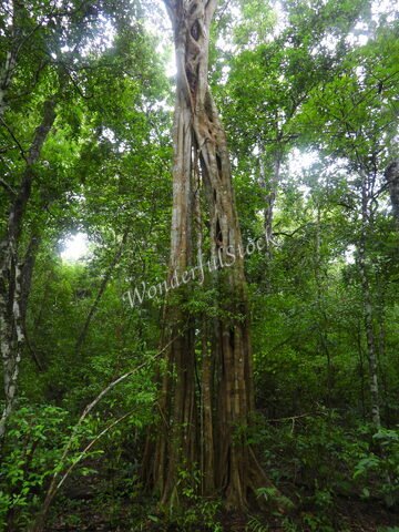 Arbre majestueux au milieu de la forêt de Calakmul, Mexique, avec des troncs élancés et une riche végétation environnante.