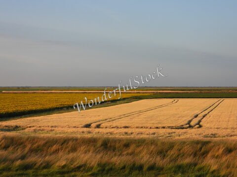 Champs de blé et de tournesols à Aiguillon, France, avec des lignes de culture distinctives et un ciel dégagé.