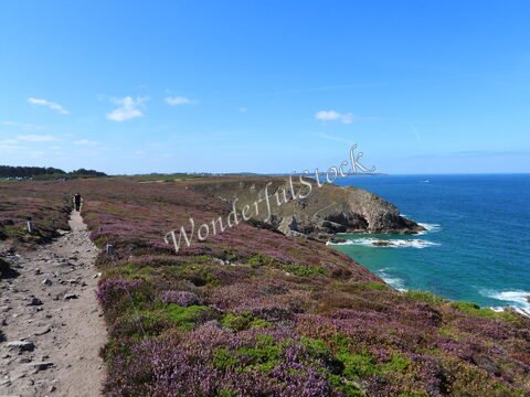 L'estran avec des bruyères et des rochers au Cap Fréhel, en Bretagne, France, face à l'océan.