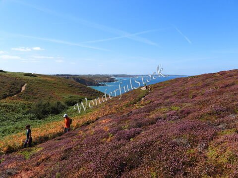 Paysages vallonnés avec des fleurs violettes, à Cap Fréhel, en Bretagne, France, surplombant l'océan.