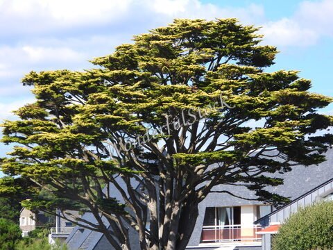 Un arbre distinctif se dresse à Guidel, en France, devant des bâtiments modernes sous un ciel bleu parsemé de nuages.