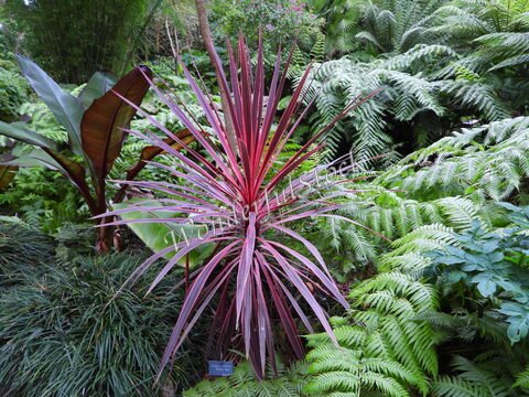 Plante tropicale aux feuilles rouges et vertes, entourée de fougères, sur l'île de Batz, en Bretagne, France.
