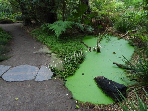 Un chemin menant à un étang avec de l'eau verte, entouré de végétation, sur l'île de Batz, en France.