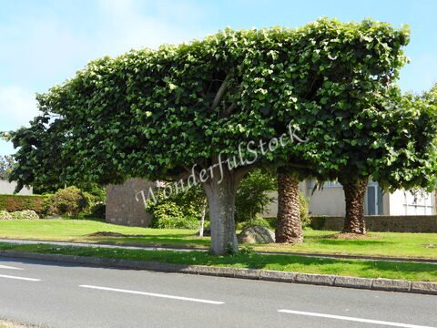 Un grand arbre feuillu sur une pelouse à Ploumanach, Bretagne, France, avec des palmiers en arrière-plan et une route à proximité.