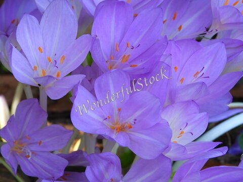 Fleurs violettes en Bretagne, France, avec des pétales délicats et des étamines orange.