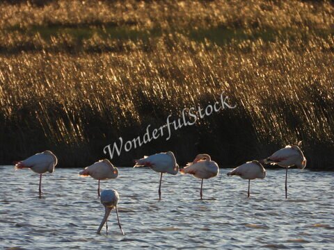 Flamants roses se tenant sur une jambe dans l'eau, avec des herbes en arrière-plan, en Camargue, France.