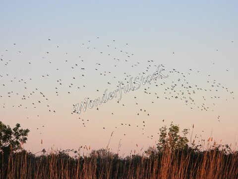 Des oiseaux en vol dans le ciel de la Camargue, France, avec des roseaux et des arbres en arrière-plan.