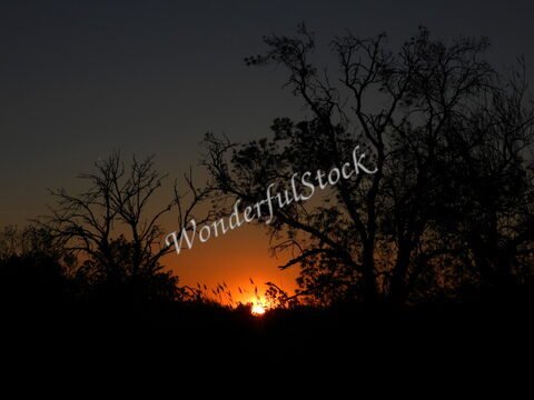 Coucher de soleil derrière des arbres à Camargue, France, avec des silhouettes de végétation se détachant sur un ciel sombre.