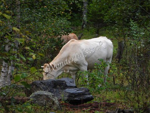 Vache broutant dans la nature, cirque de Gavarnie, France, entourée d'arbres et de rochers.