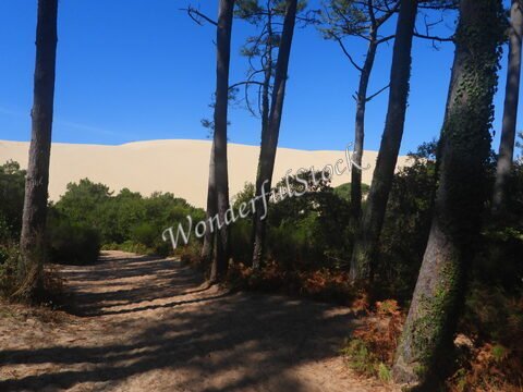 Dune du Pilat en France, entourée d'arbres et de verdure, avec un ciel bleu dégagé en arrière-plan.