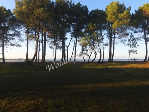 Des arbres sur une plage aux Landes, France, avec des silhouettes de personnes au bord de l'eau.