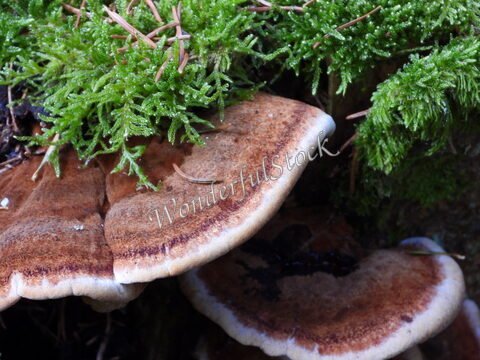 Champignons sur un sol forestier, entourés de mousse, au Mont Aigoual, France.