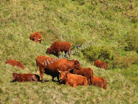 Vaches brunes paissant dans un champ verdoyant à Mont-Dore, France.