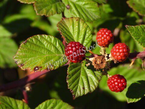 Fruits rouges sur une plante à feuilles vertes, dans les Pyrénées, France.