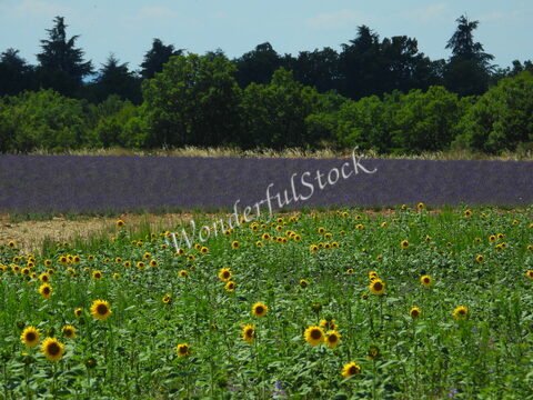 Champs de tournesols et de lavande à Valensole, France, avec des arbres en arrière-plan.
