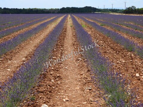 Champs de lavande à Valensole, France, avec des rangées de fleurs violettes et un sol en terre battue.